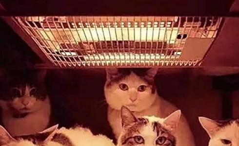 Everyone likes the heat! heter_with_cats.jpg